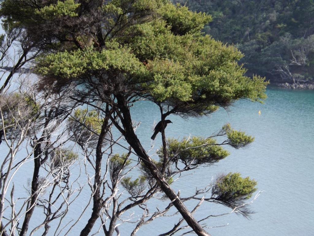 Coromandel Seaview Motel Εξωτερικό φωτογραφία